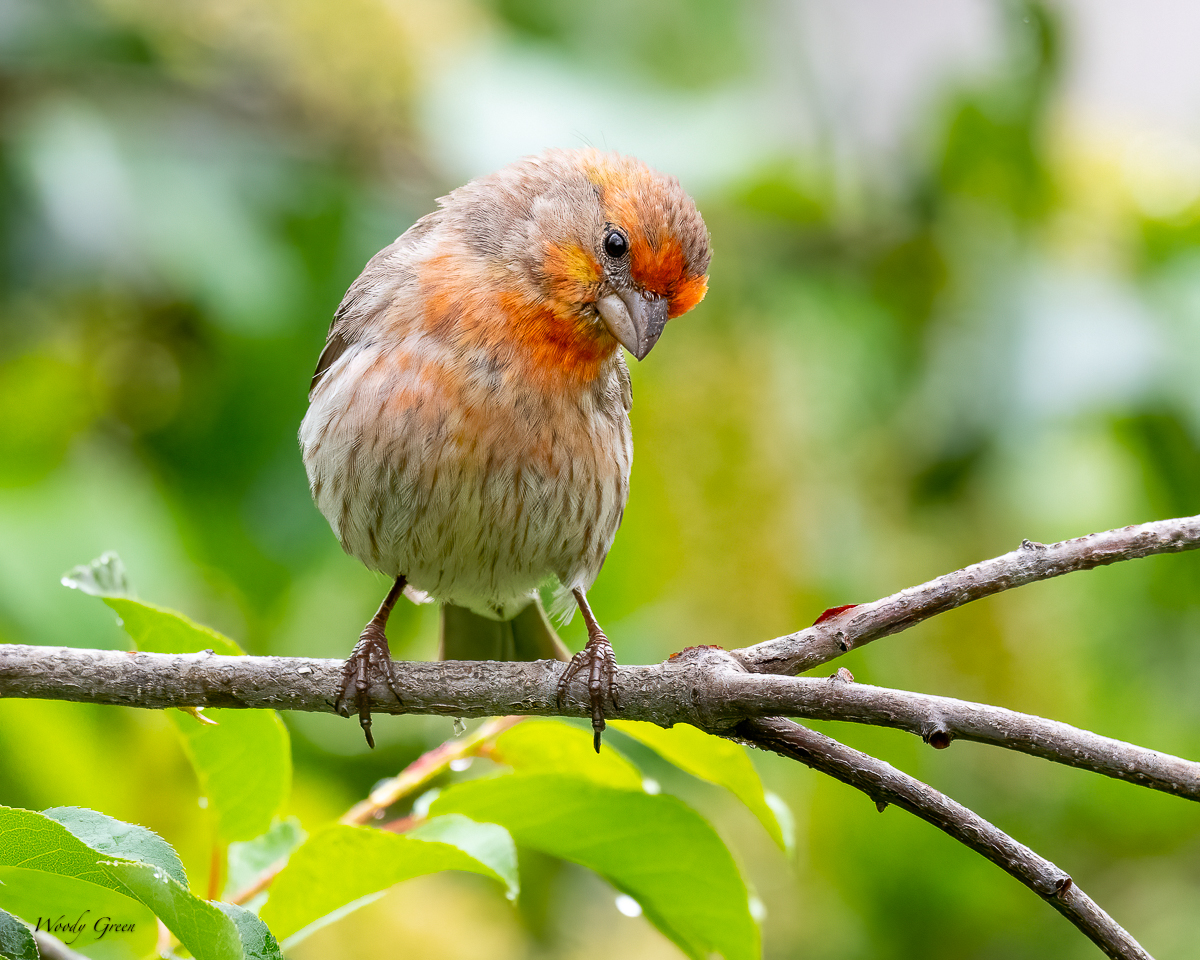 BackYardWL-664.jpg
