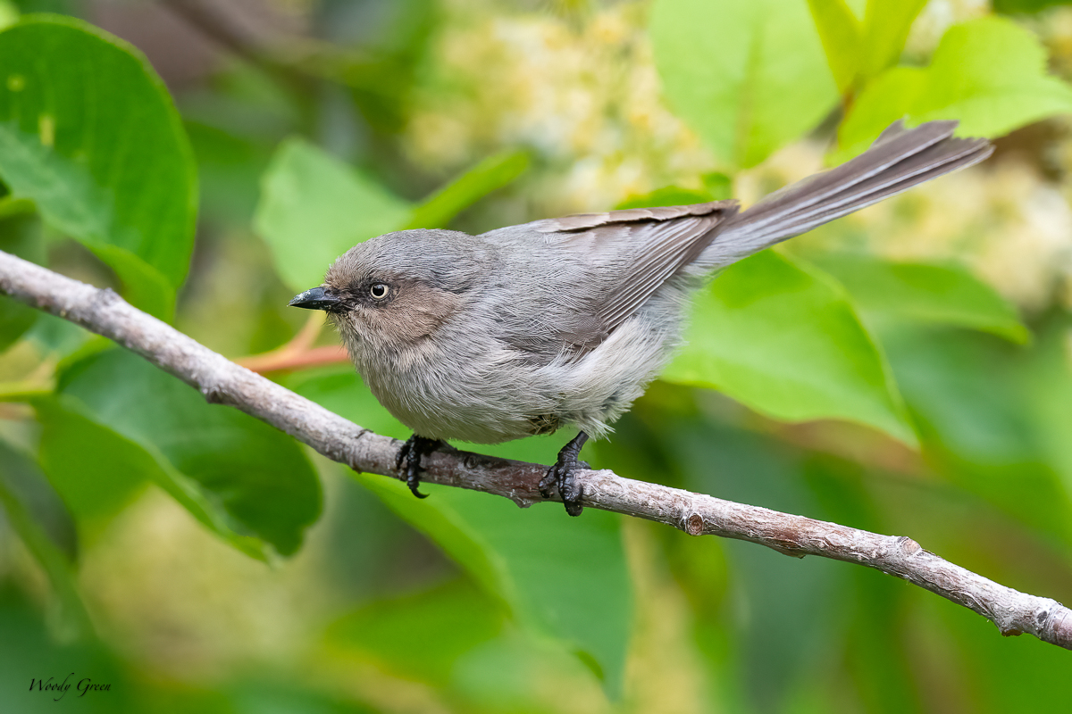 BackYardWL-667.jpg