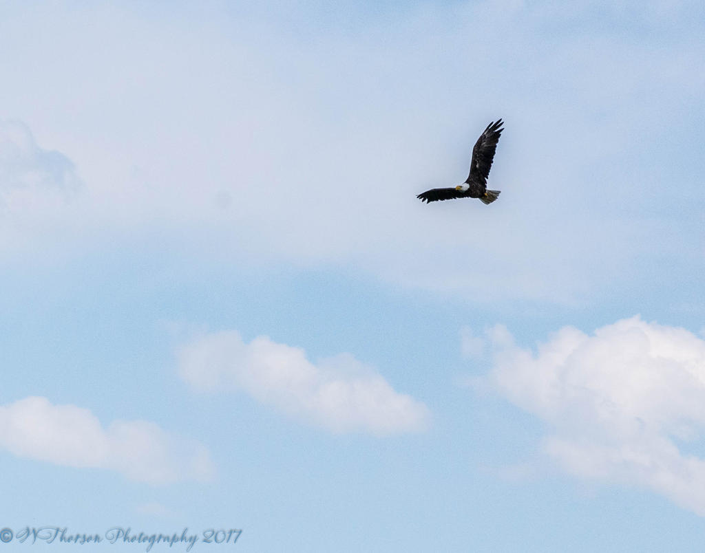 Bald Eagle #1 7-2-2017.jpg