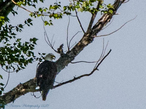 Bald Eagle #2 7-2-2017.JPG