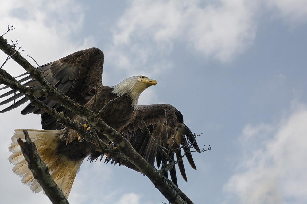 Bald Eagle-Berry College-2.jpg