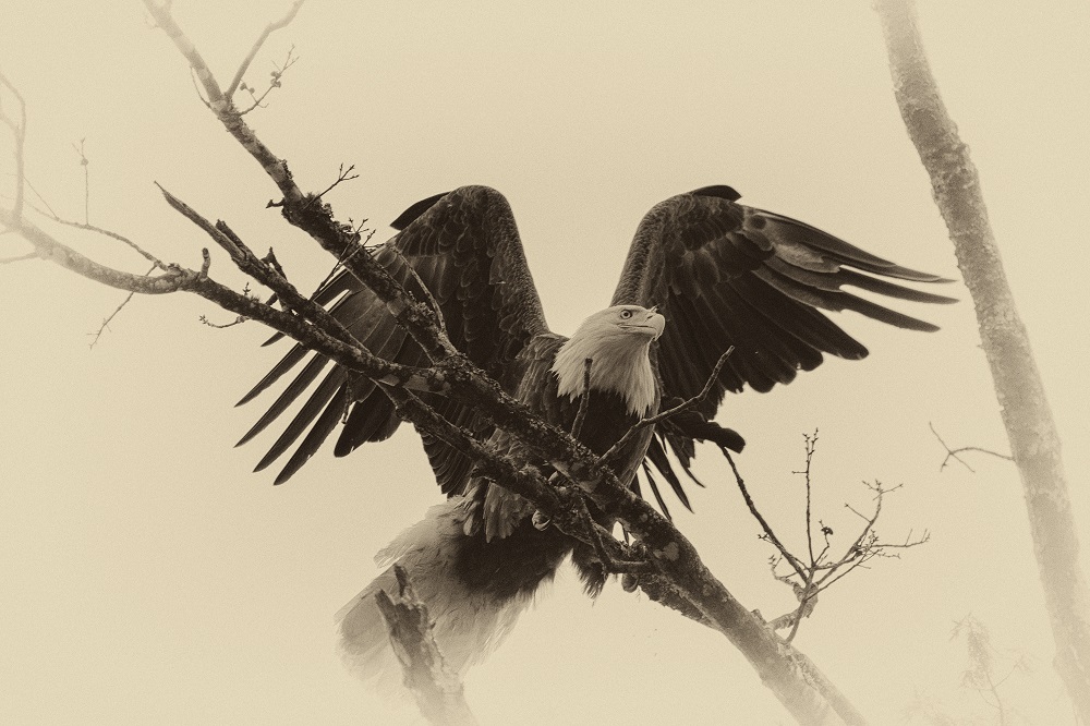 Bald Eagle-Berry College--2.jpg