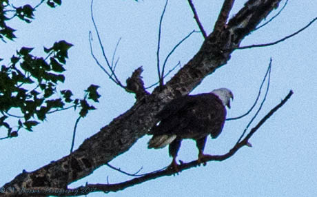 Bald Eagle in a tree 7-3-2017.JPG