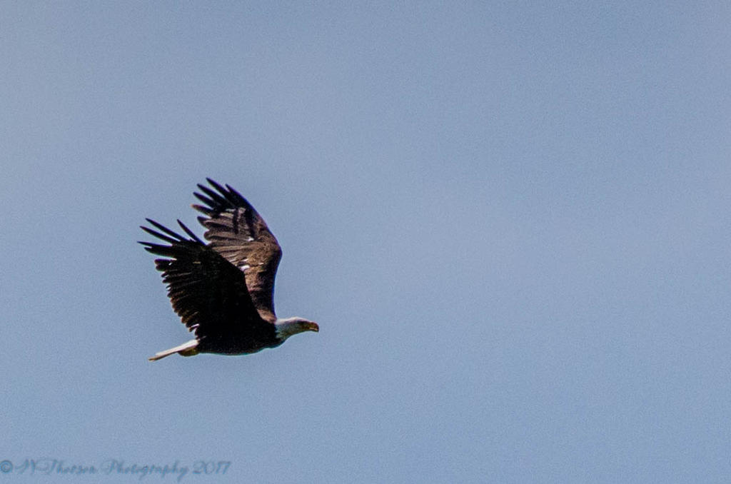 Bald Eagle in Flight #2 7-3-2017.jpg
