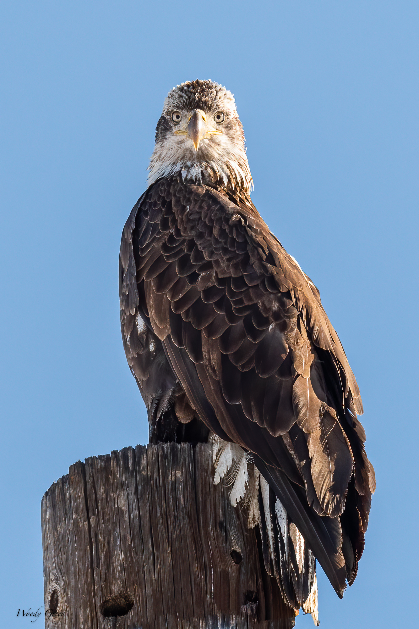 BaldEagleEyes-573.jpg