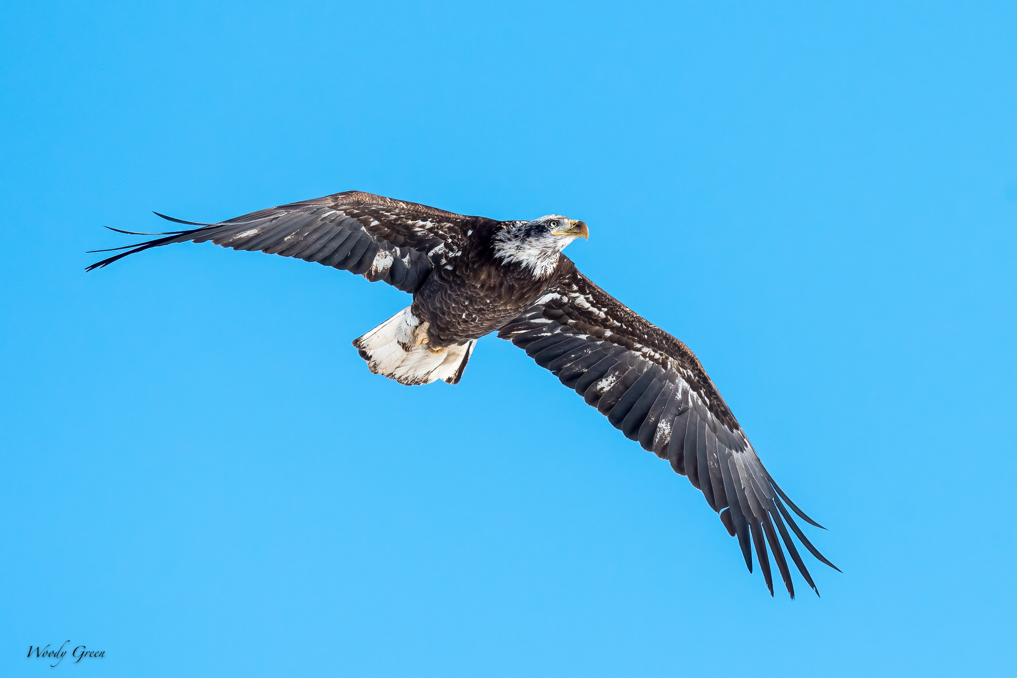 BaldEagleFlight-573.jpg