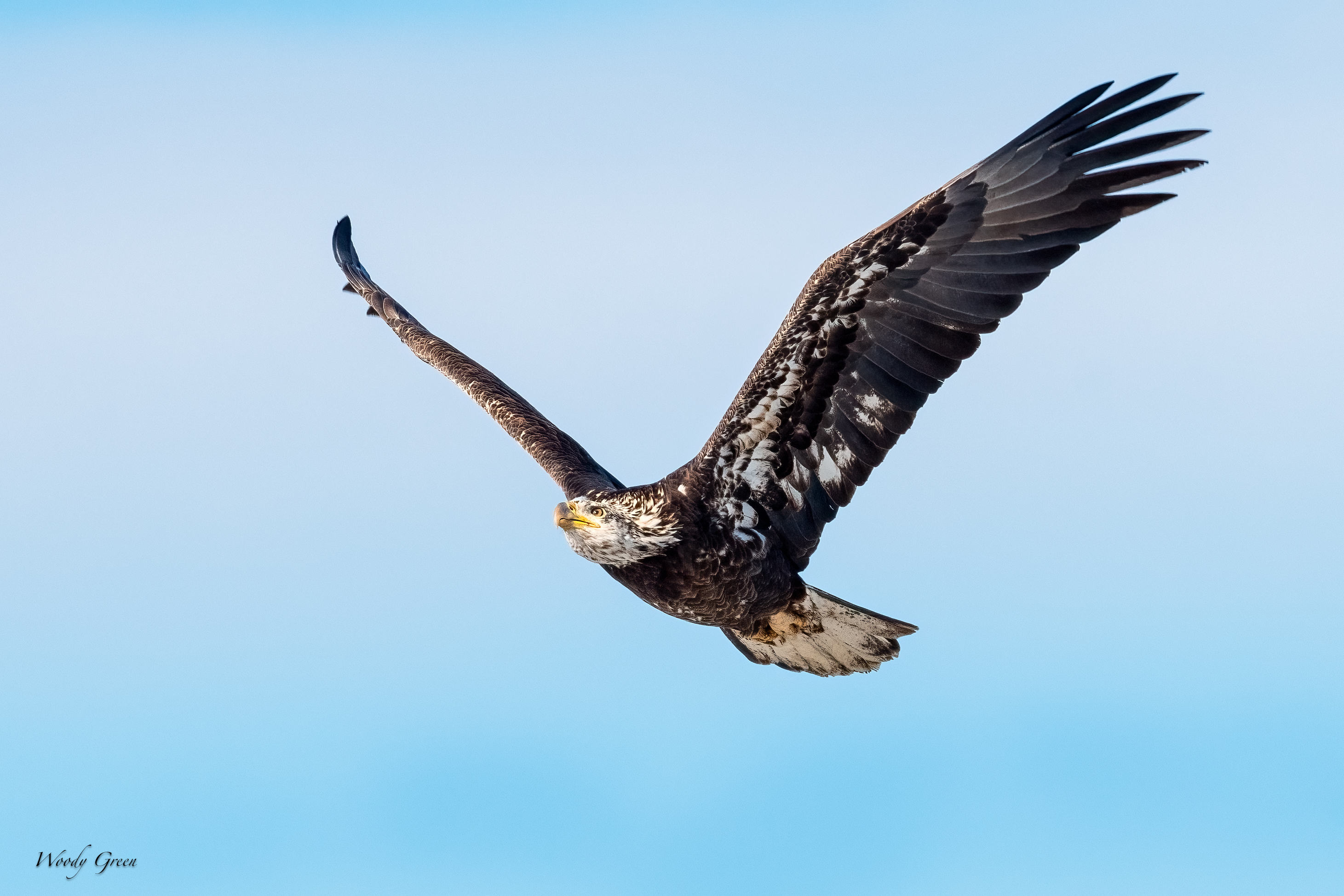 BaldyFlight-257.jpg