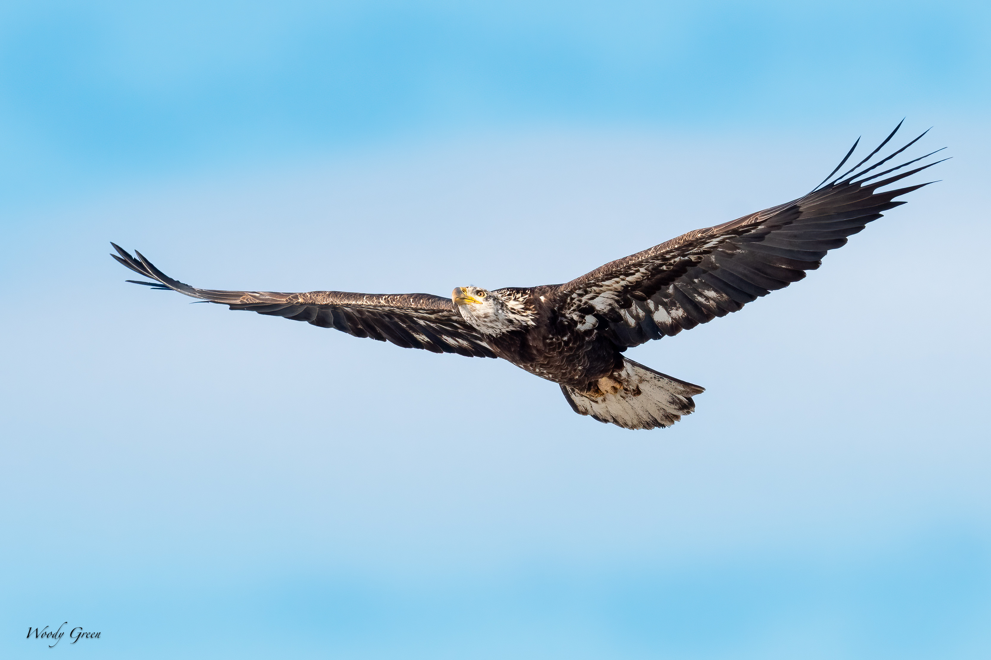 BaldyFlight-258.jpg