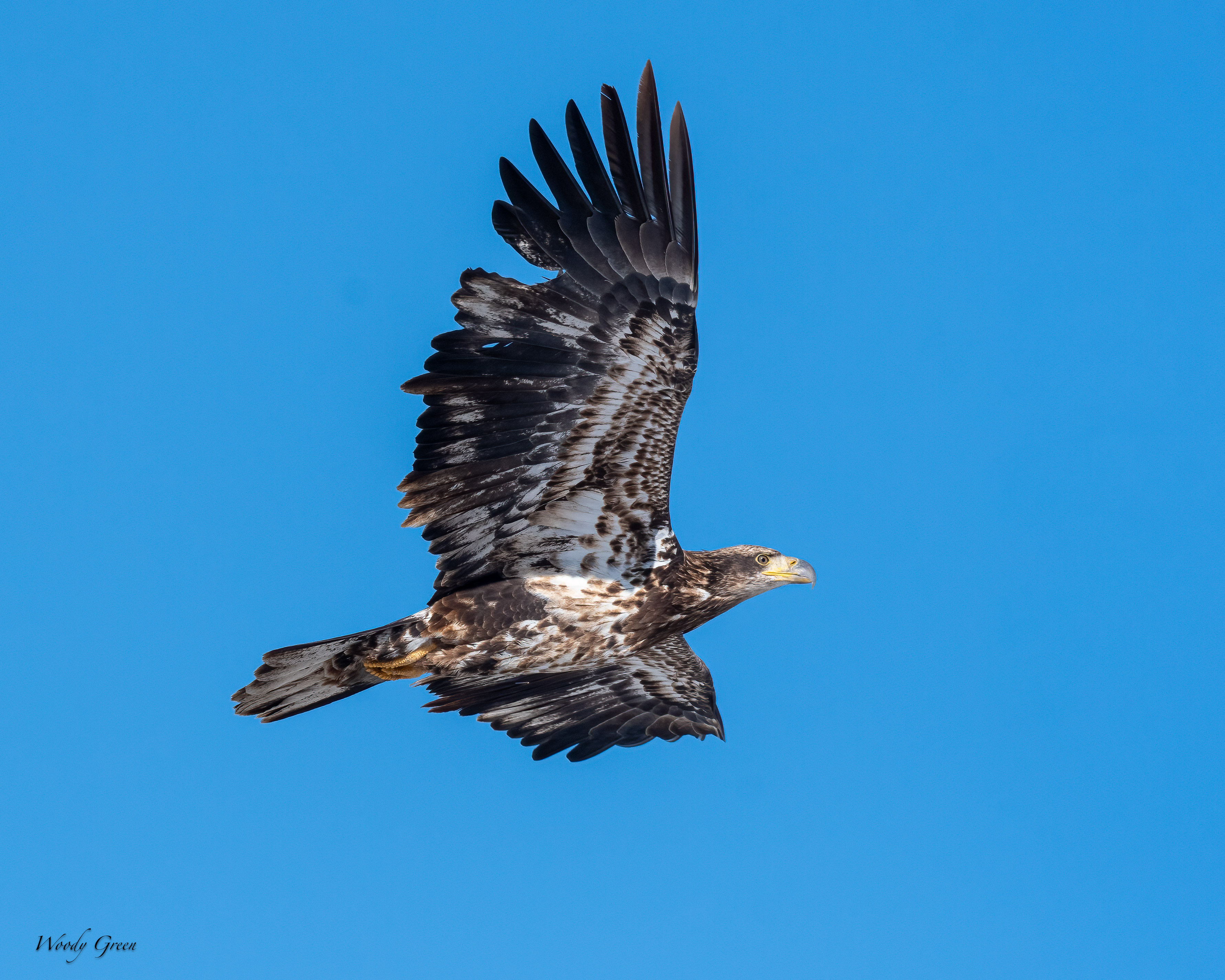 BaldyFlight-263.jpg