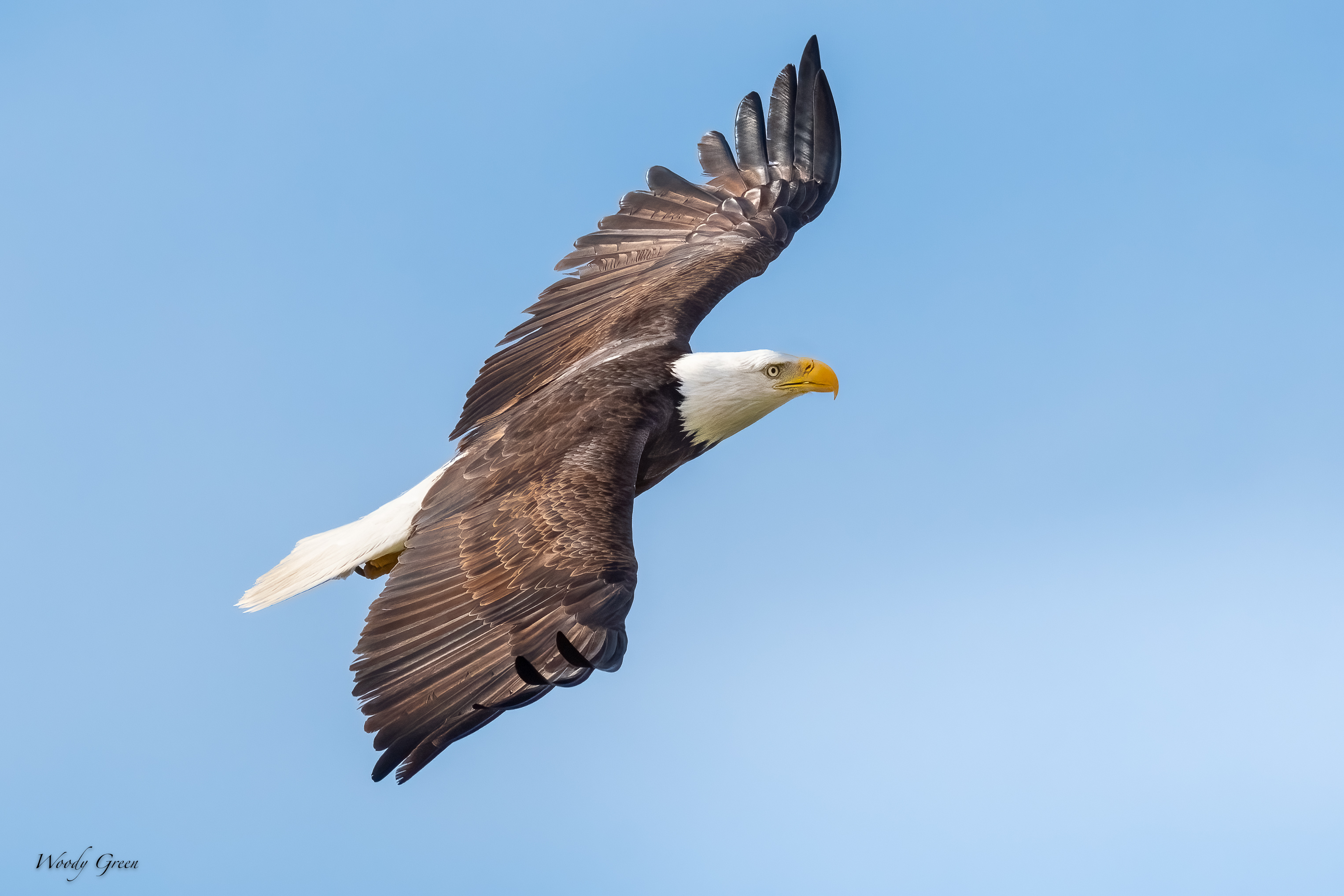 BaldyFlight-583.jpg