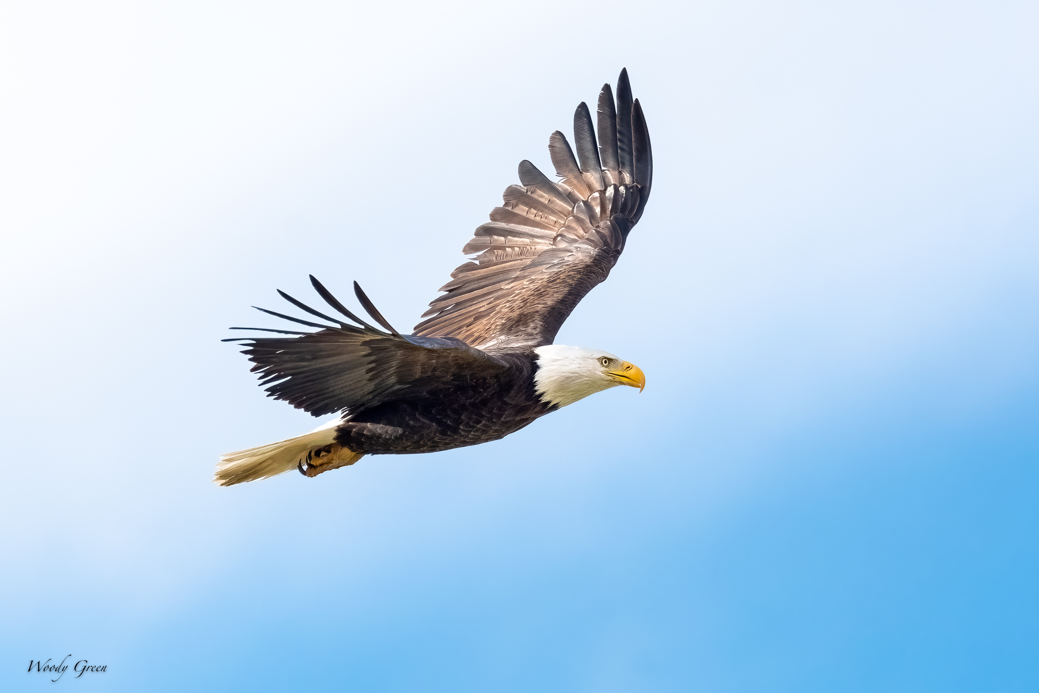 BaldyFlight-584.jpg