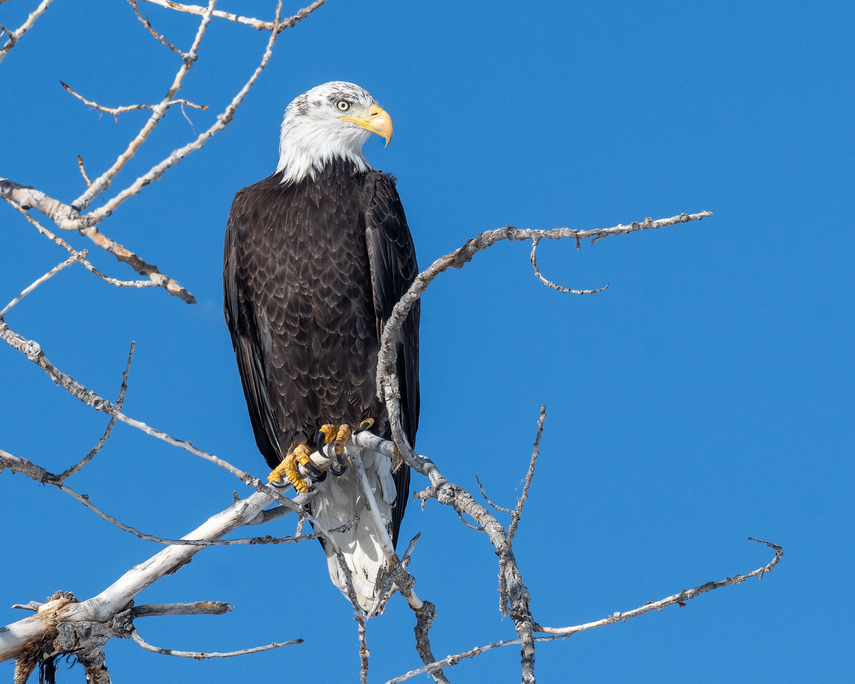 BaldyPerched-259.jpg