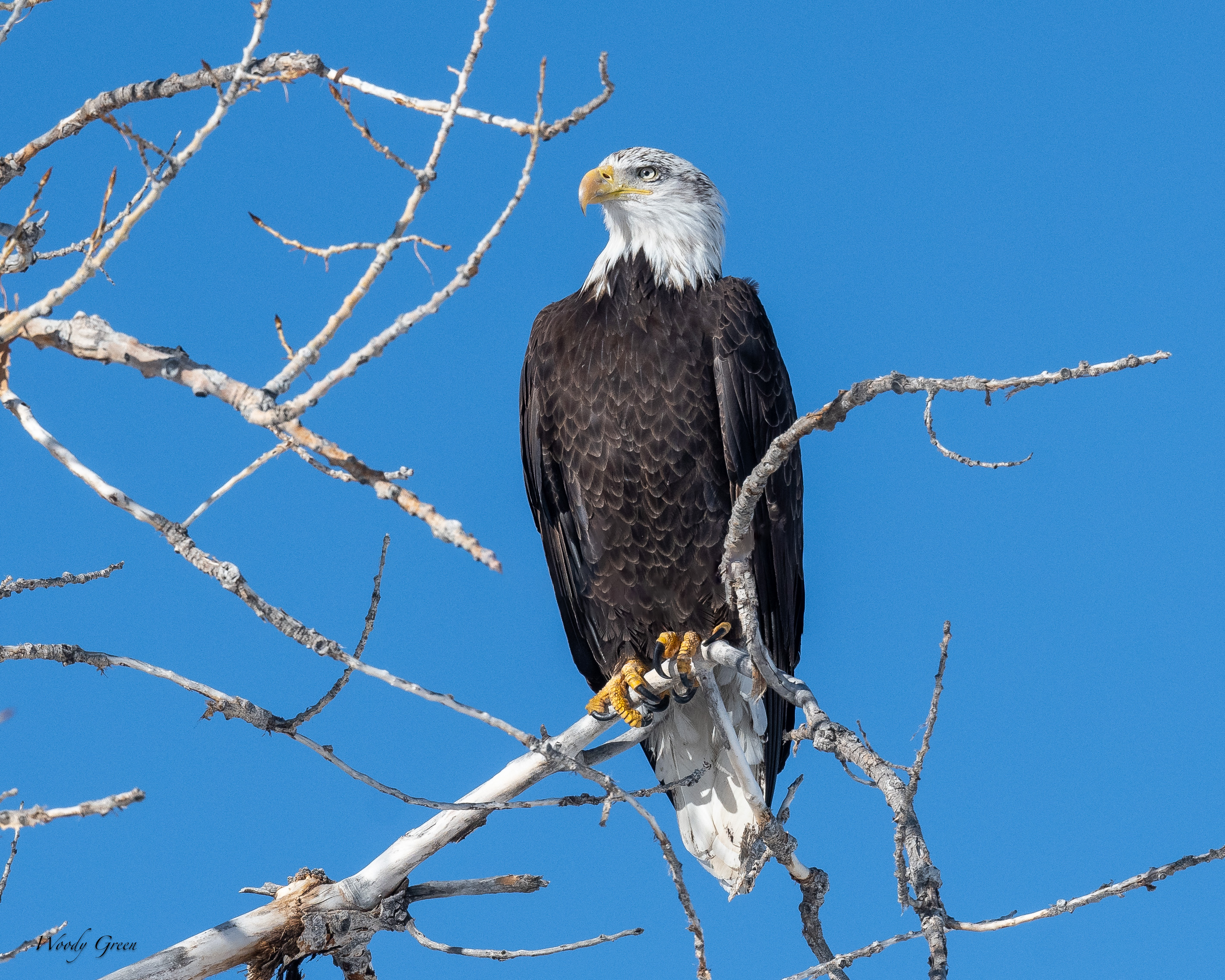 BaldyPerched-260.jpg