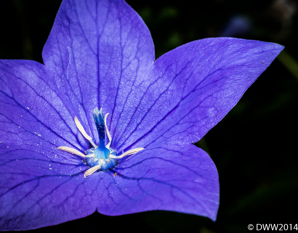 Balloon Flower 2014 (1 of 1).jpg