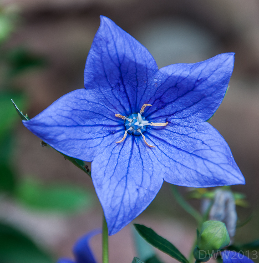 Balloon Flower Frontal (1 of 1).jpg