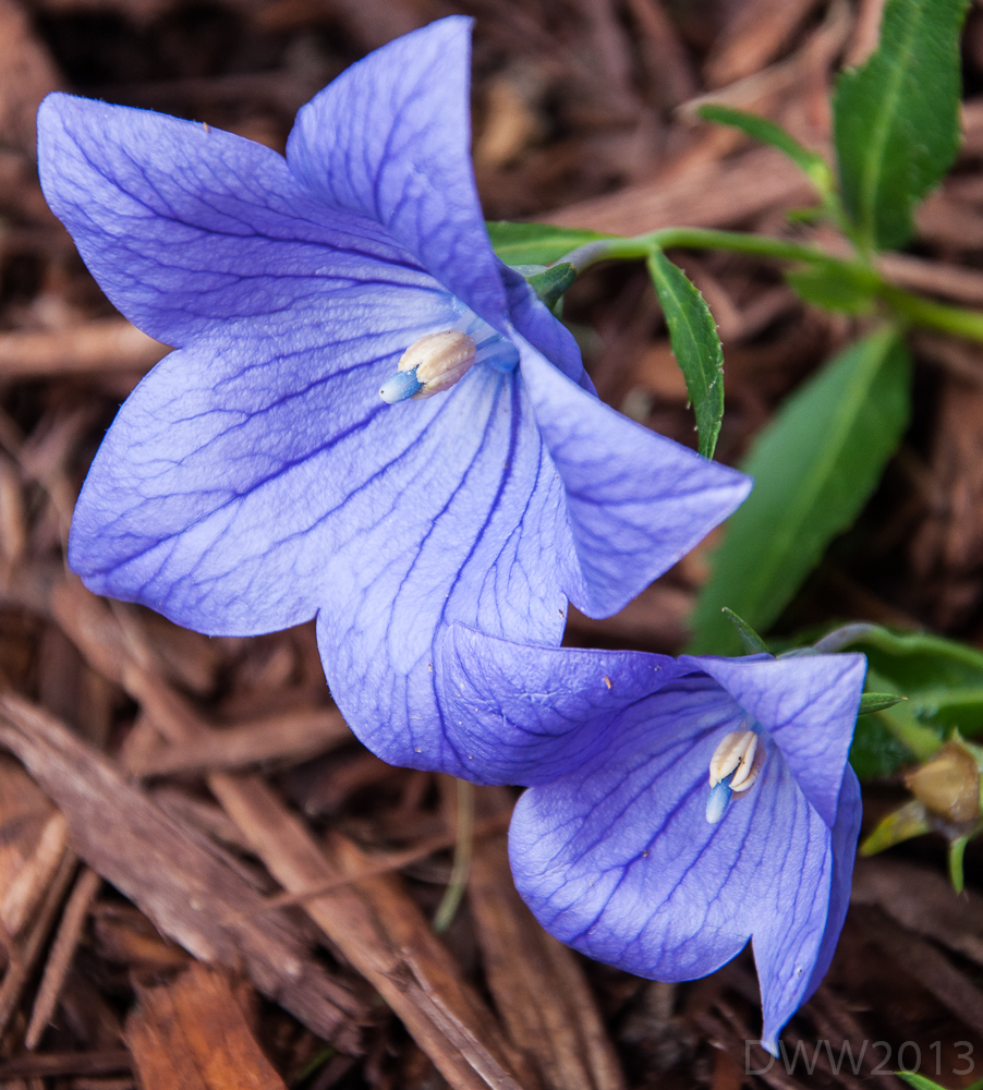 Balloon flower Pair (1 of 1).jpg