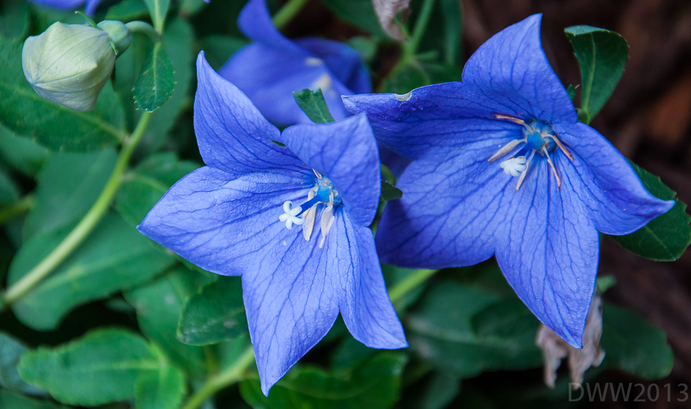 Balloon Flower Pair1 (1 of 1).jpg