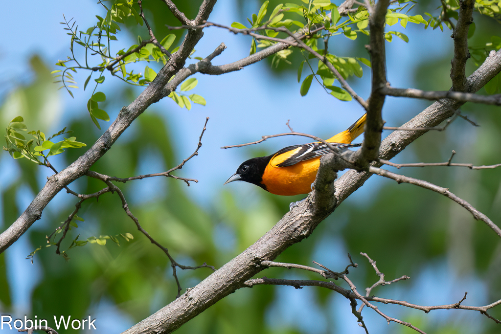 Baltimore Oriole--2.jpg