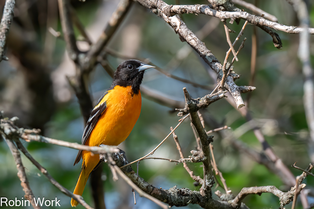 Baltimore Oriole--3.jpg
