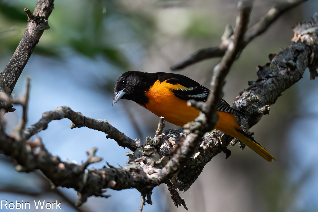 Baltimore Oriole--4.jpg