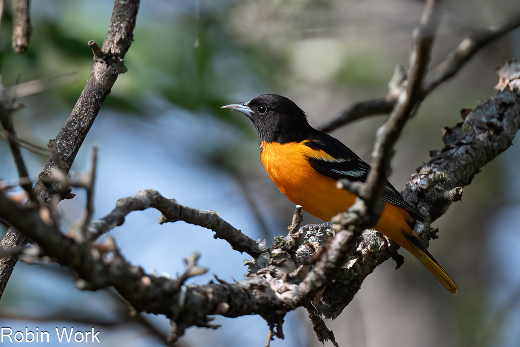 Baltimore Oriole--5.jpg
