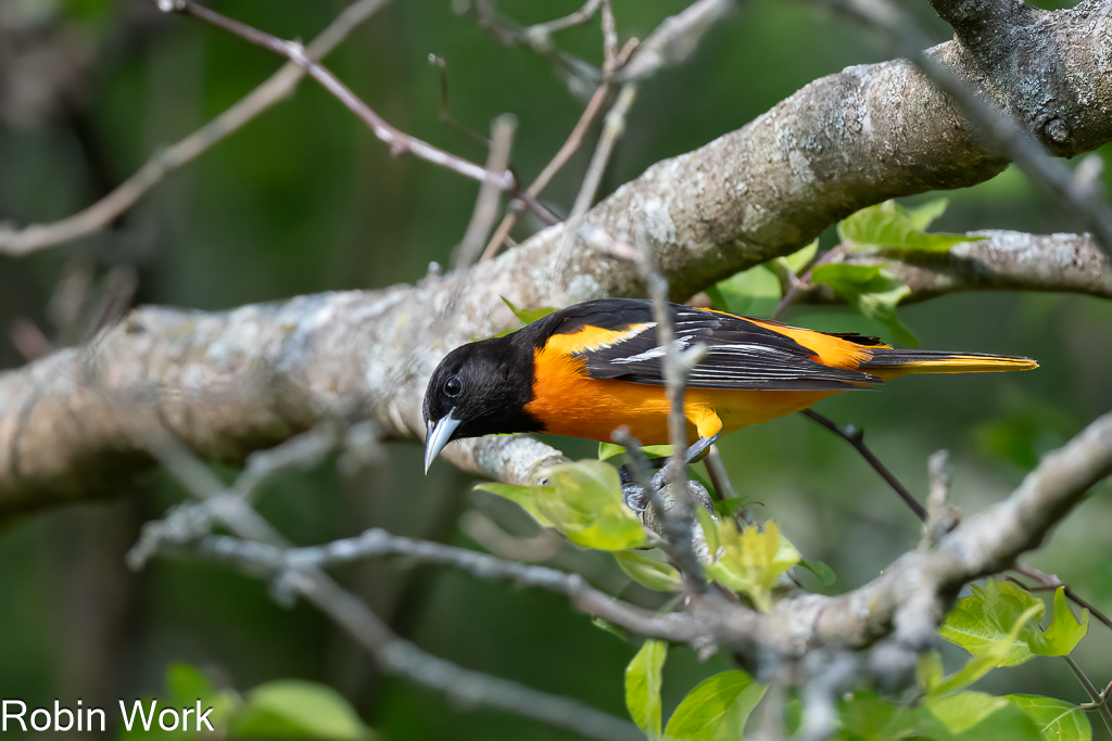 Baltimore Oriole-.jpg
