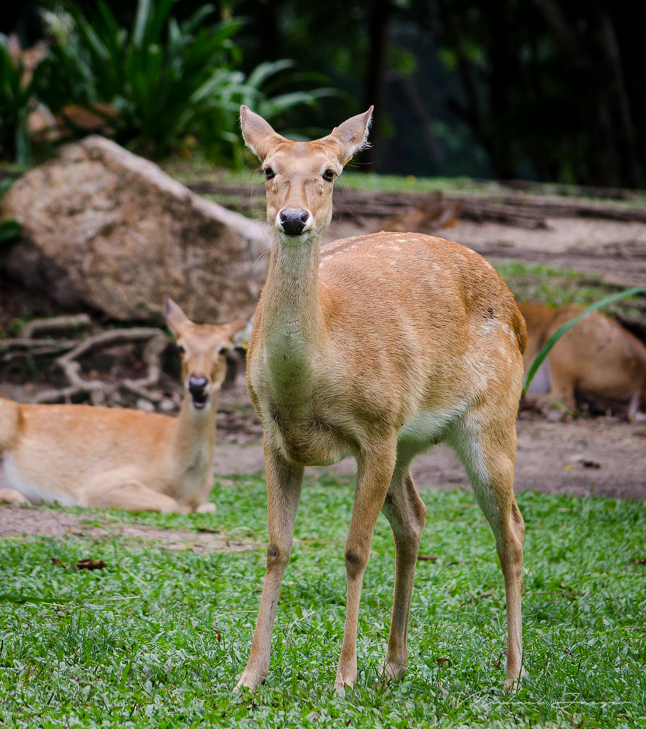 Bambi-1.jpg