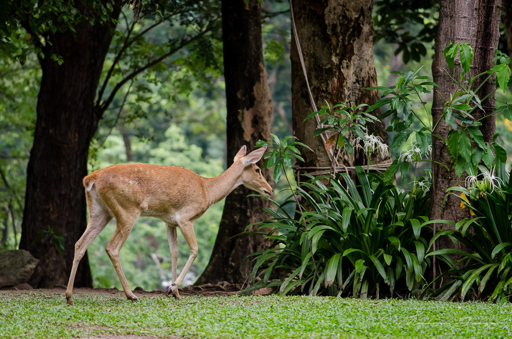 Bambi-run-1.jpg