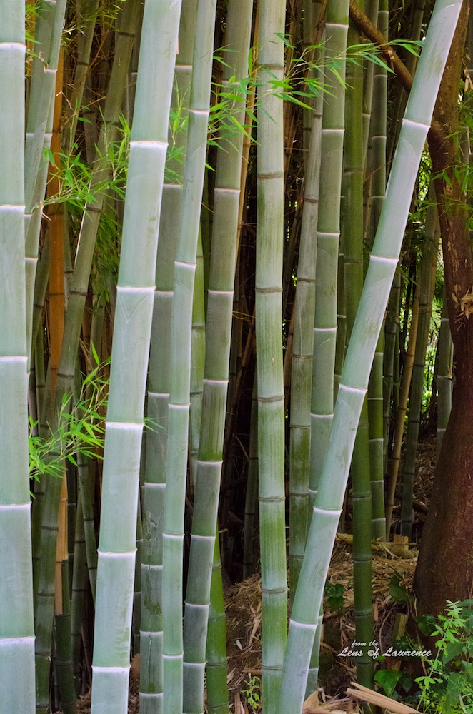 Bamboo LOL.jpg