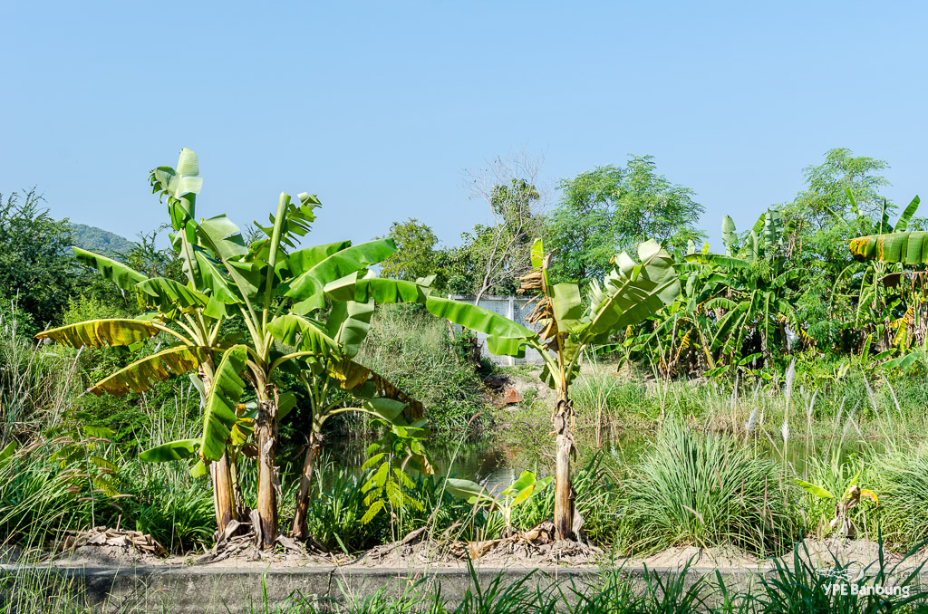 banana-plants-1.jpg