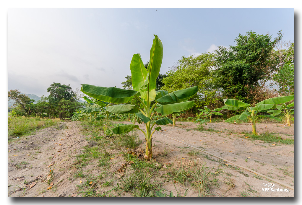 banana-plants-ype-banbung-1.jpg
