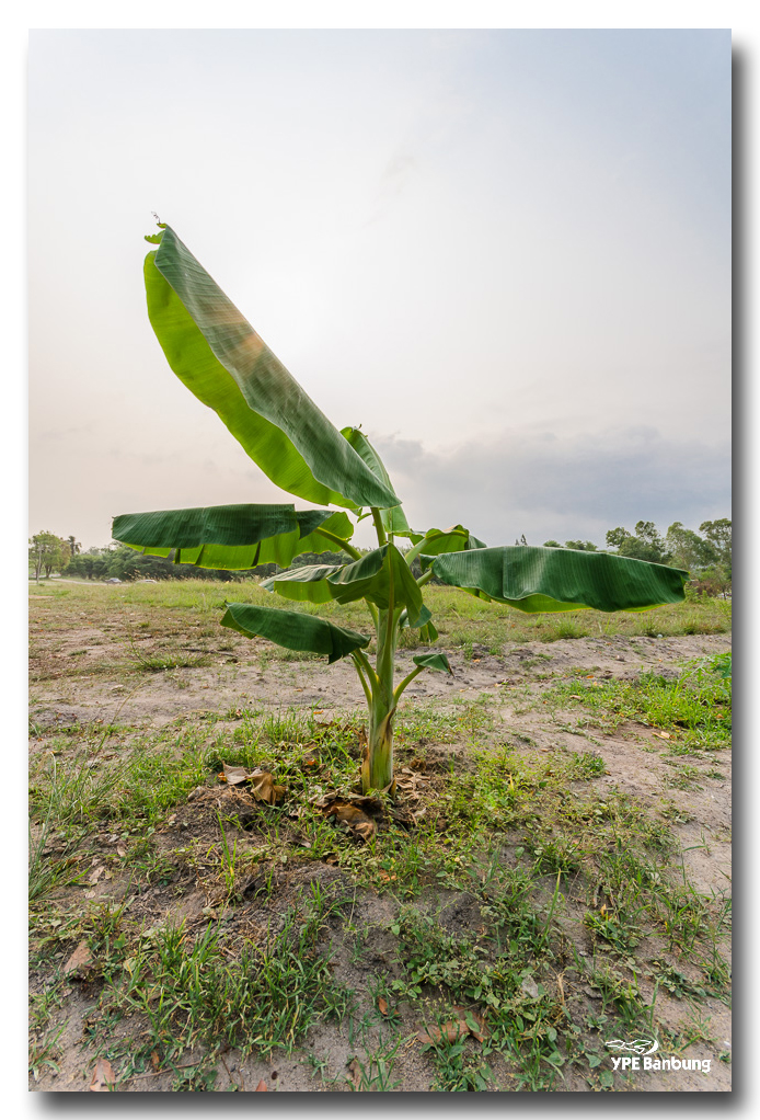 banana-plants-ype-banbung-2.jpg