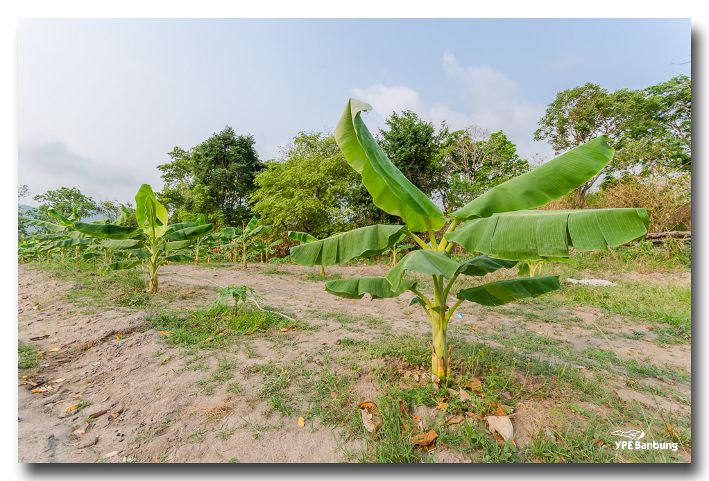 banana-plants-ype-banbung-3.jpg