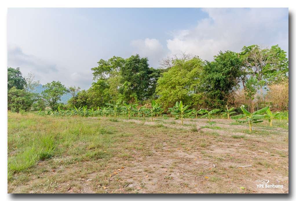 banana-plants-ype-banbung-4.jpg