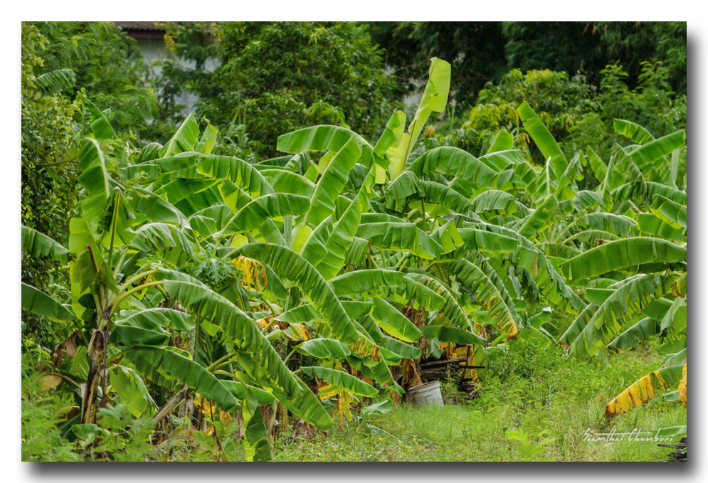 banana-plants1.jpg
