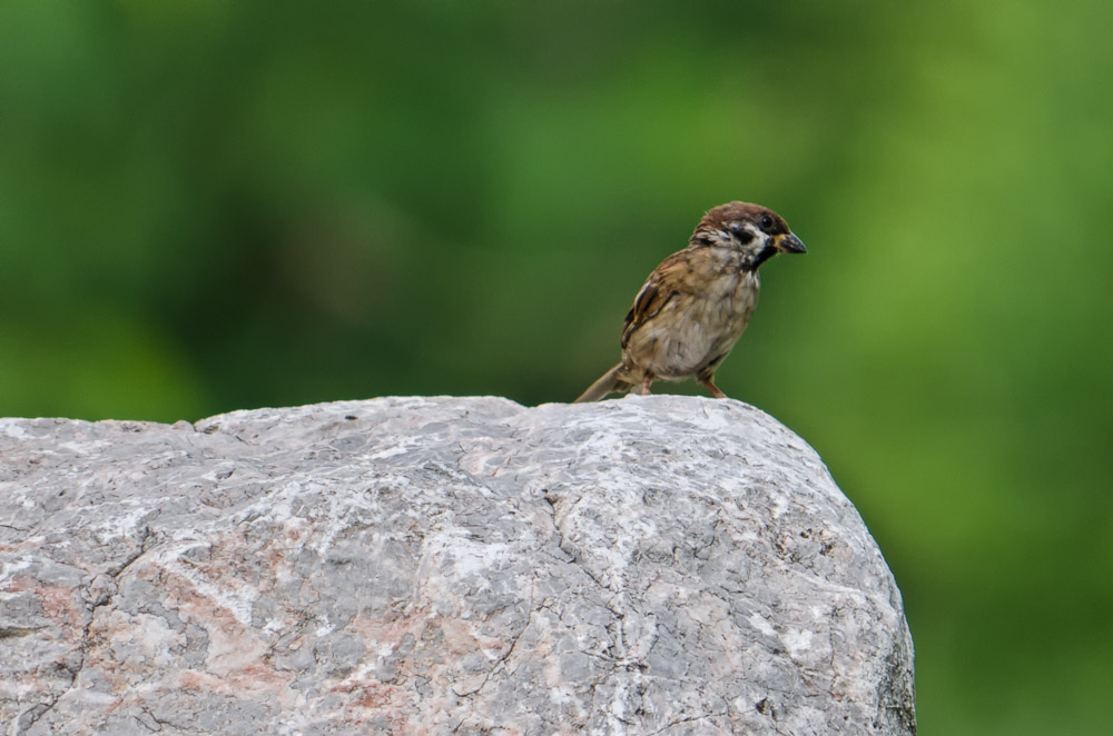 banbueng-bird-1.jpg