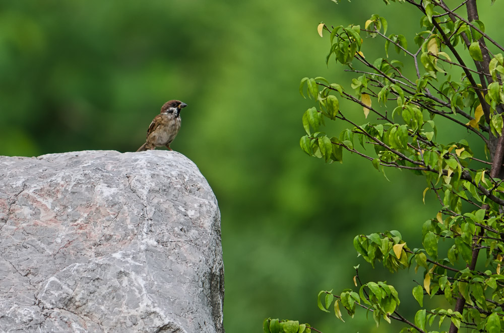 banbueng-bird-2.jpg