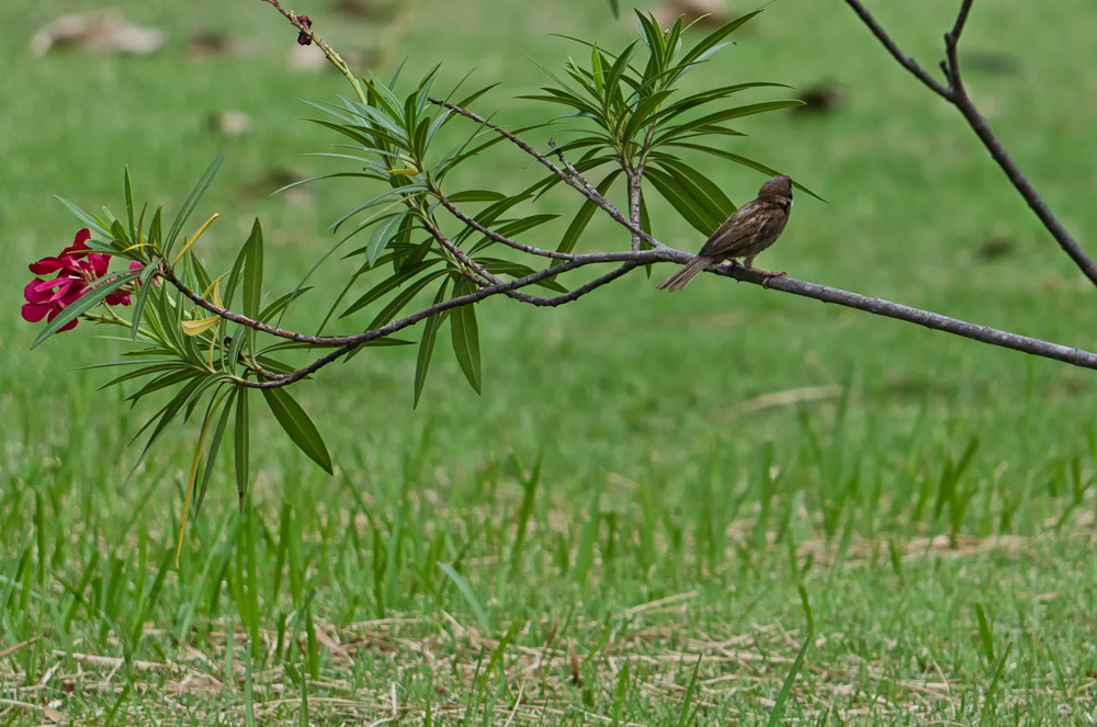 banbueng-bird-4.jpg