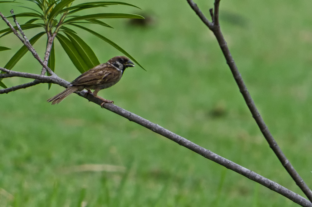 banbueng-bird-5.jpg