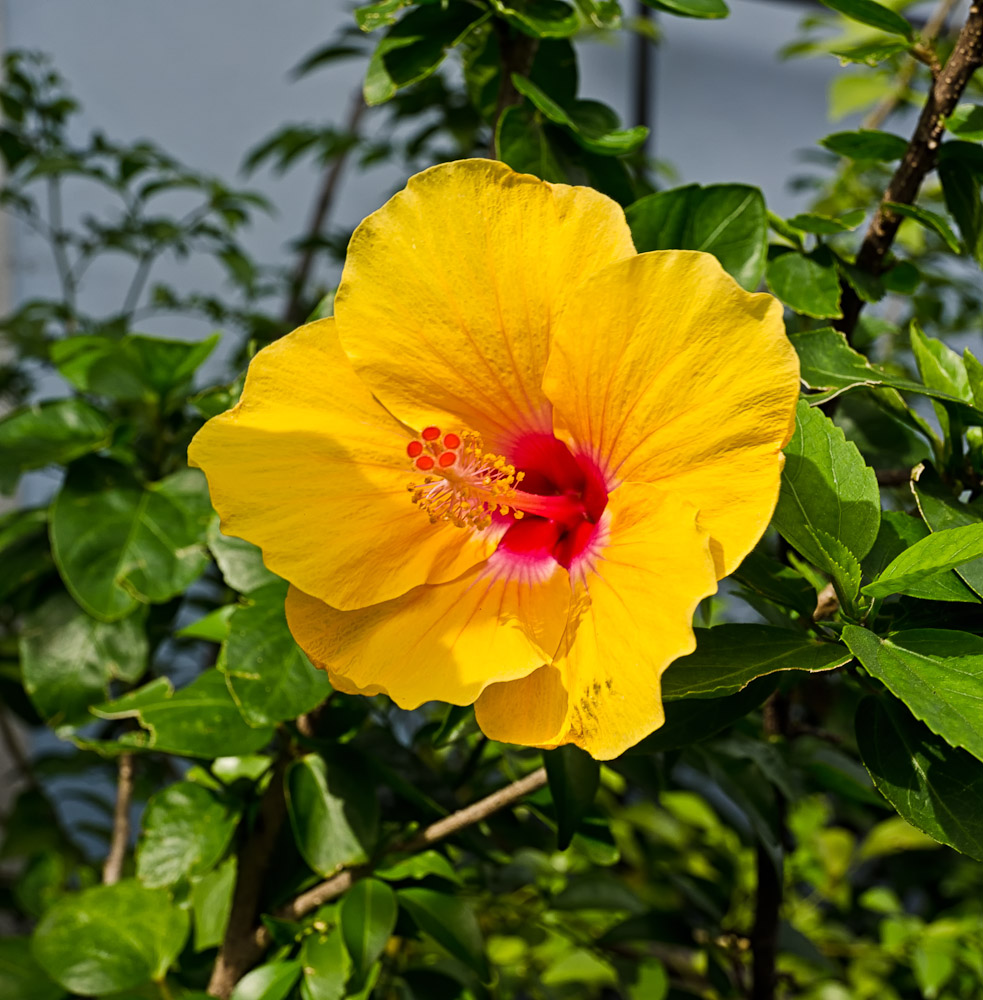 banbuengflower-1.jpg