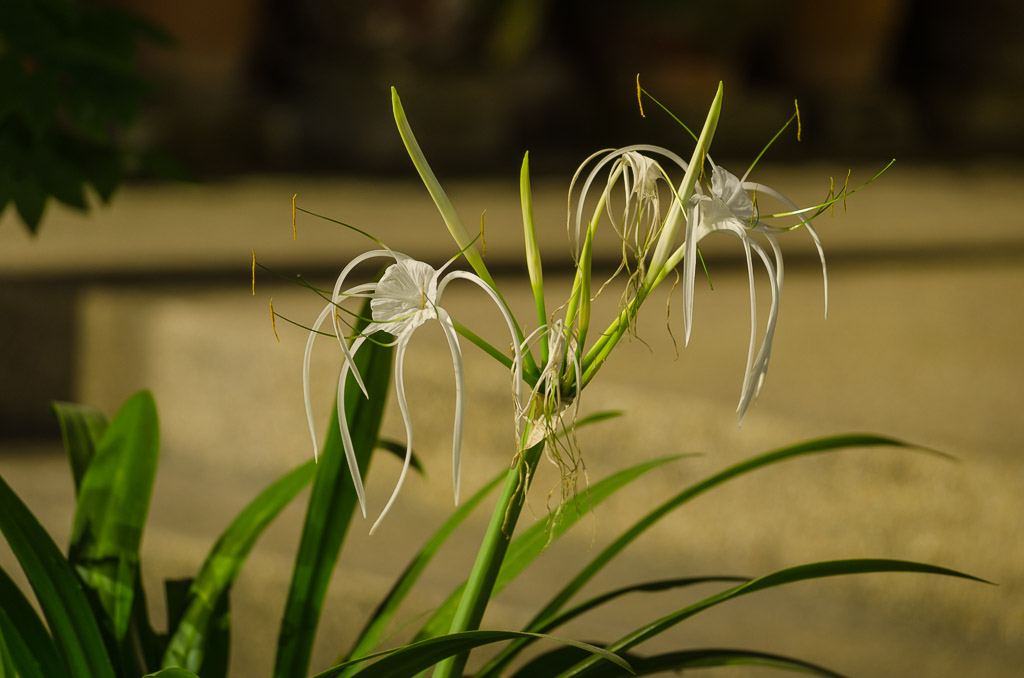 banbung-sunday-morning--19.jpg