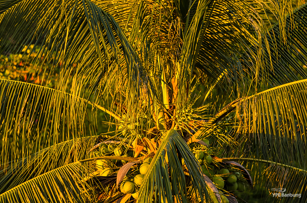 banbung-sunset4-2.jpg
