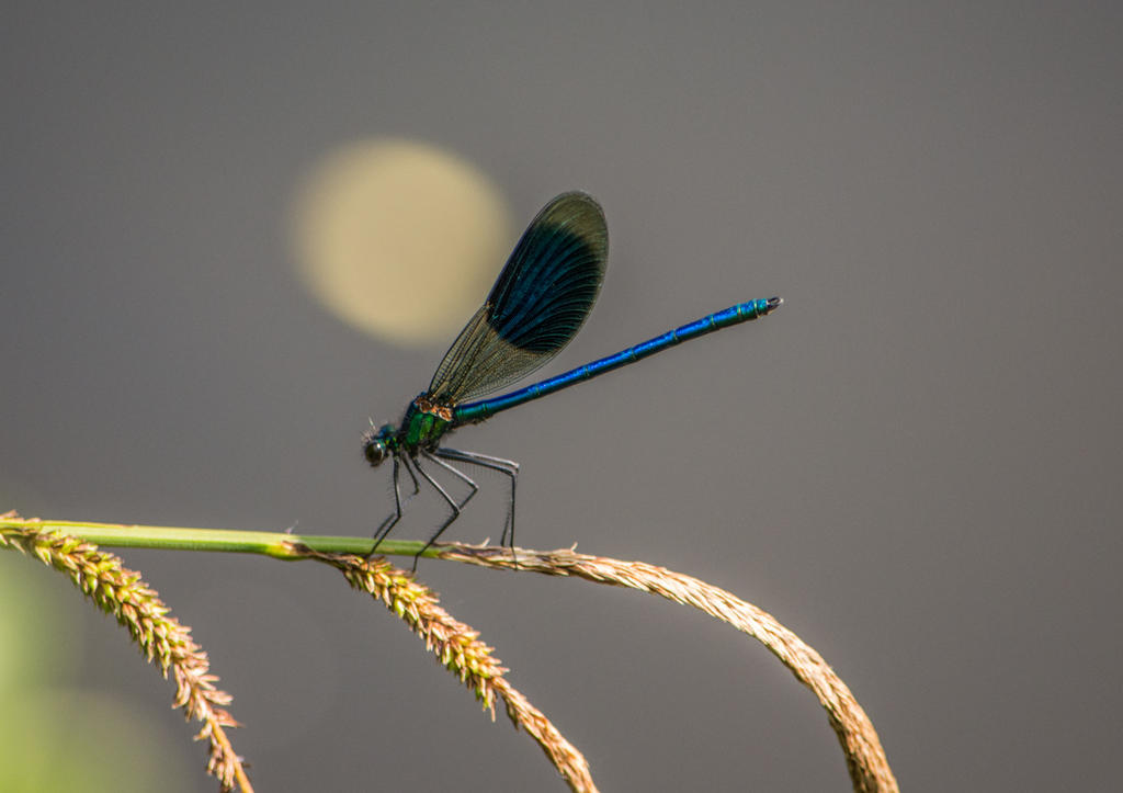 Banded Demoiselle.jpg