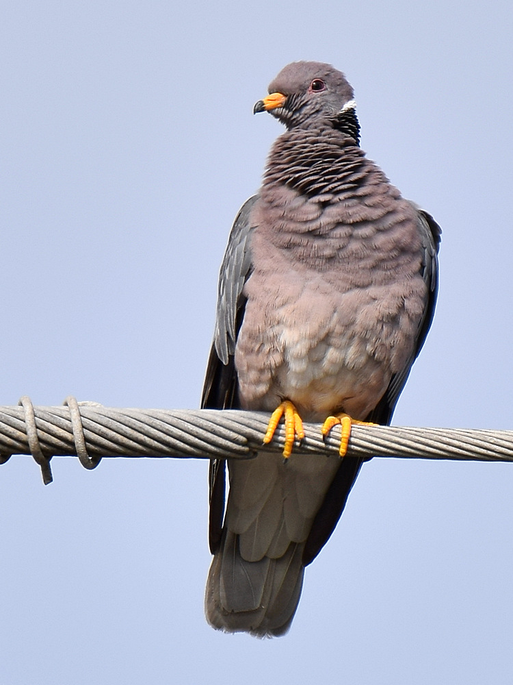 BandedPigeon.jpg