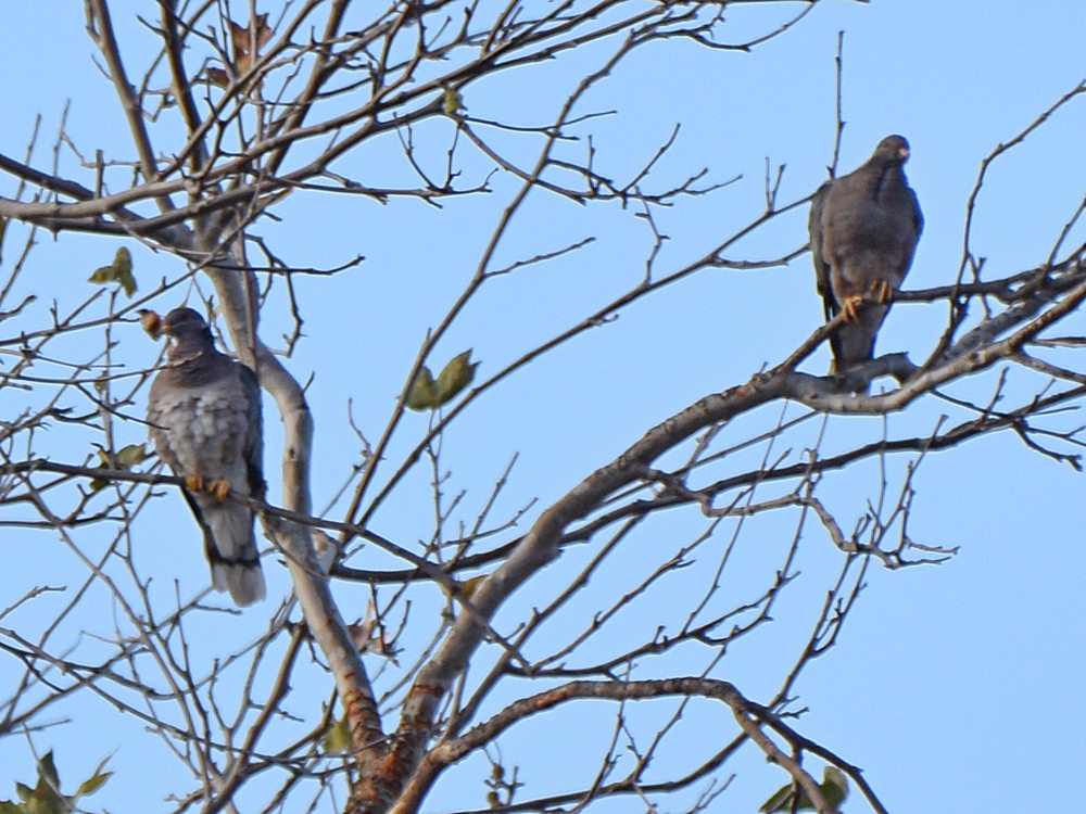 BandTailedPigeon.jpg