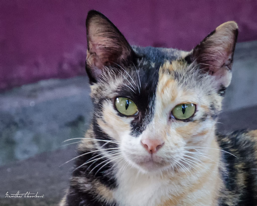 Bangkok-Cat-1.jpg