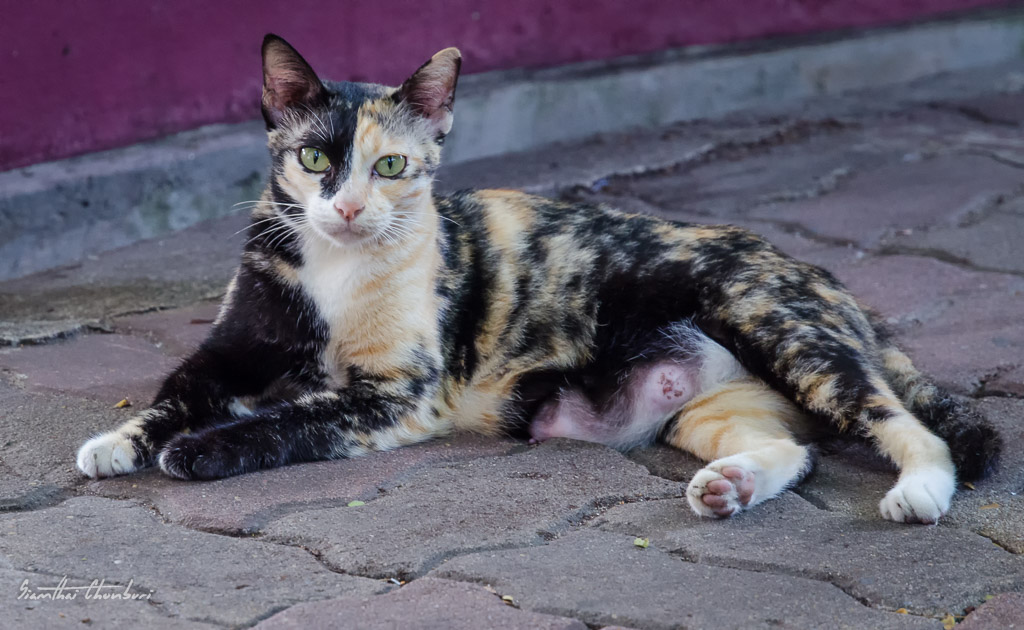 Bangkok-Cat-2.jpg