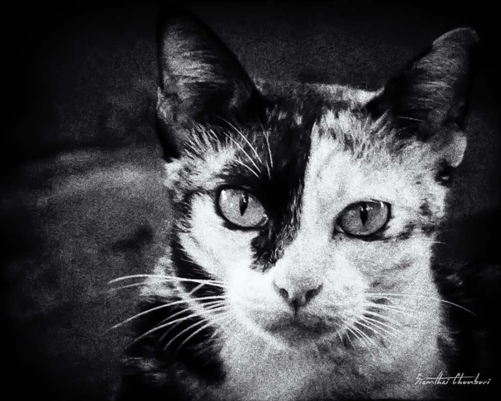 Bangkok-Cat-bw-1.jpg