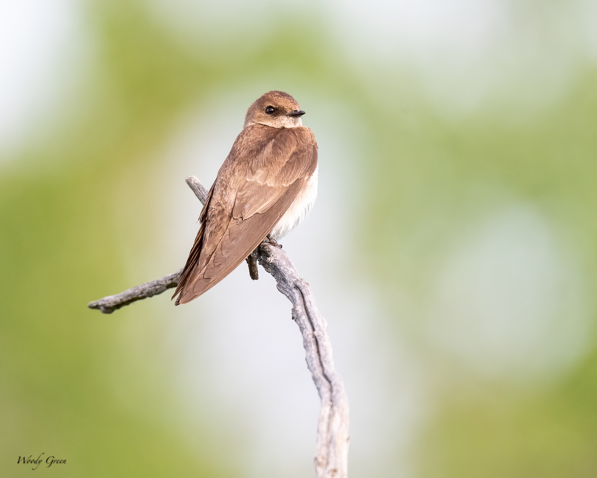 BankSwallow-685.jpg