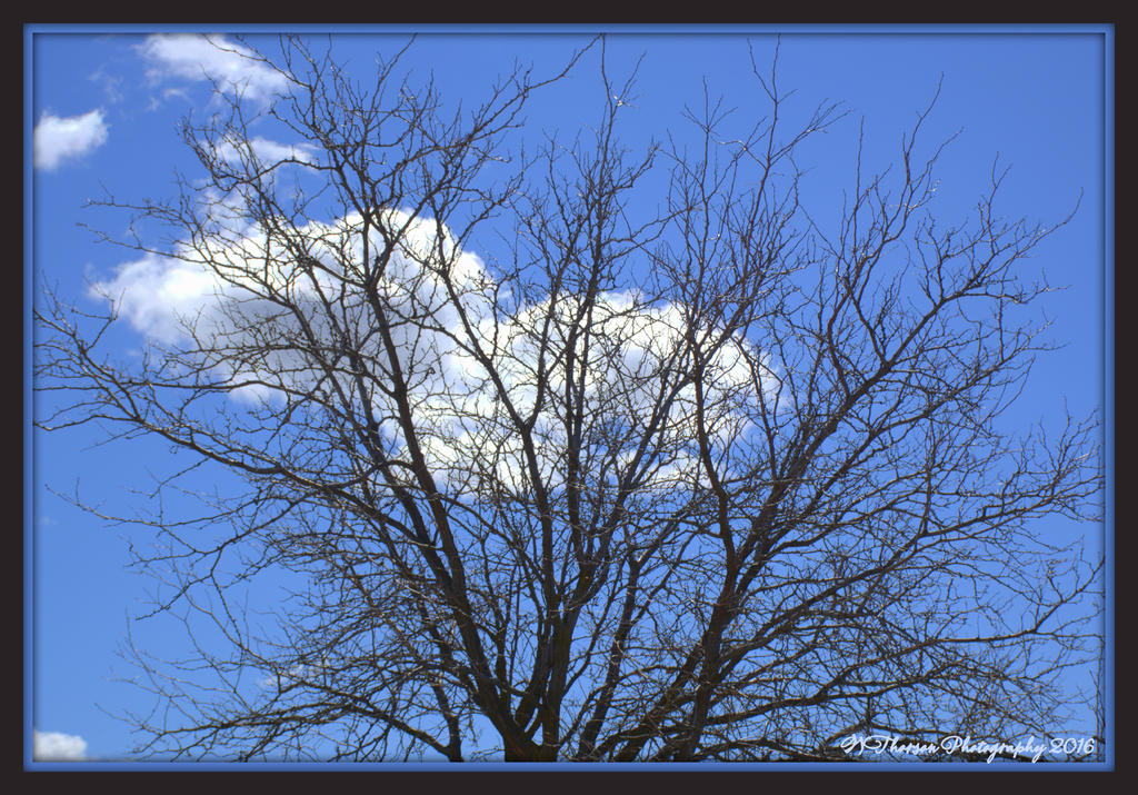 Bare Tree and Puffy White Cloud 3-9-2016.jpg
